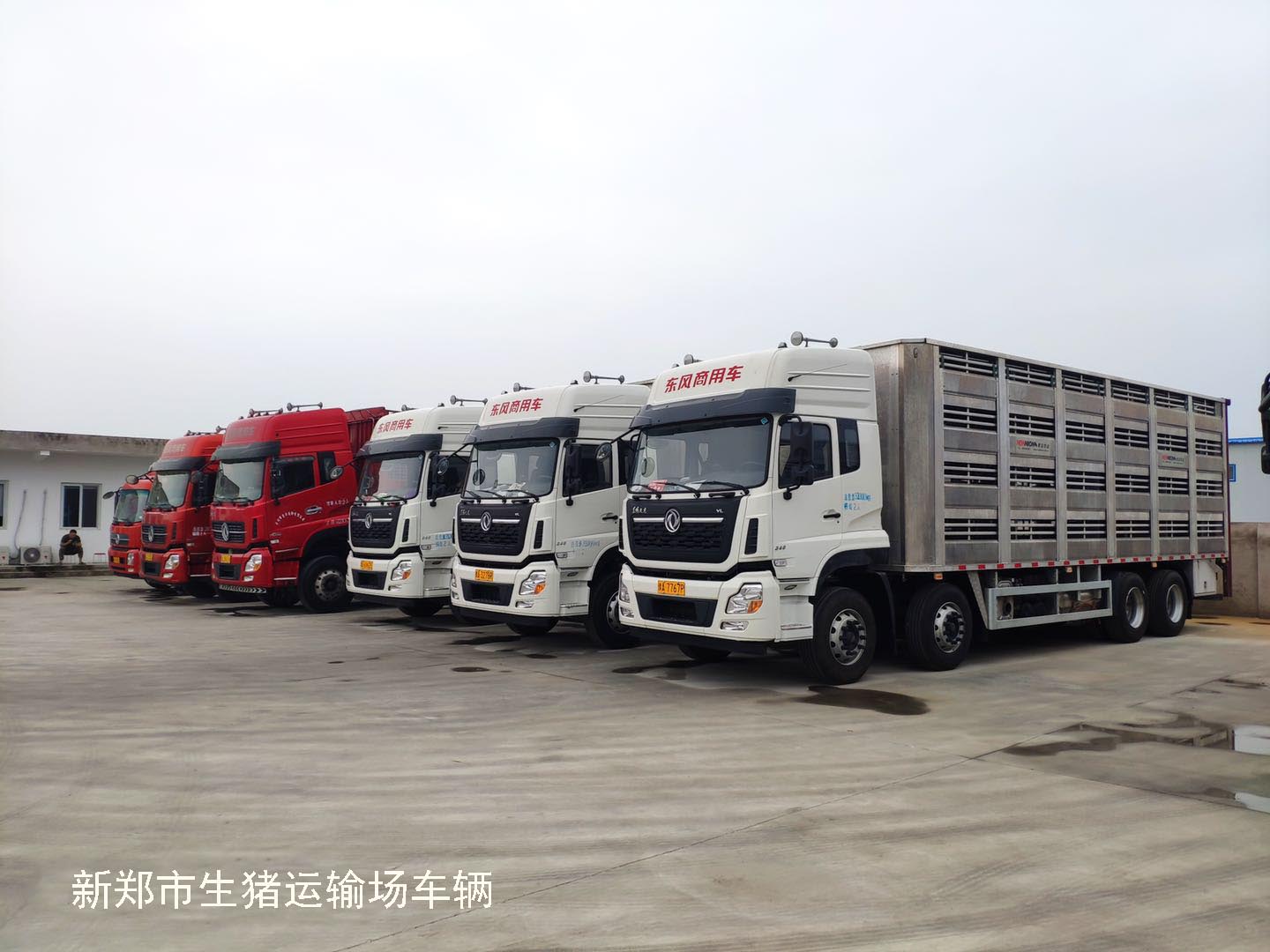 新郑市严管严控生猪运输车辆，运输车已装gps监控系统